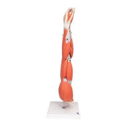 Muscle Arm Model - 3/4 Life-Size - 6 Parts