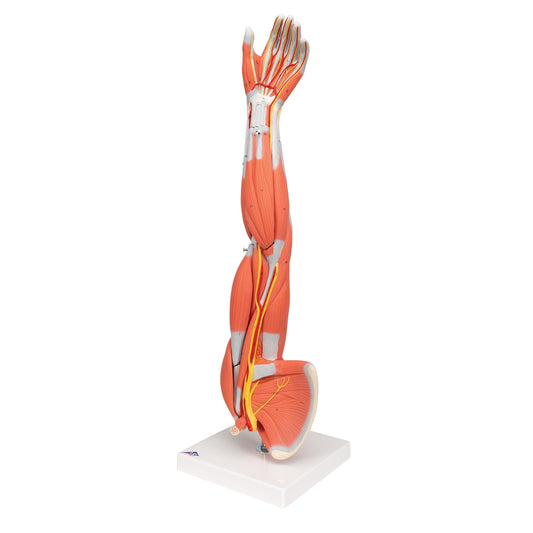Muscle Arm Model - 3/4 Life-Size - 6 Parts - 3B Scientific