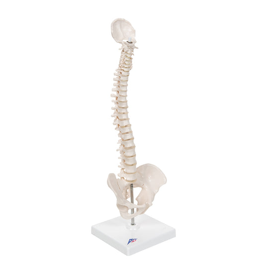 Mini Human Spinal Column Model, Flexible Mounted, on Removable Base