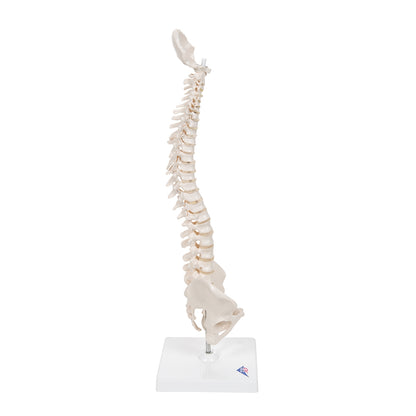 Mini Human Spinal Column Model, Flexible Mounted, on Removable Base