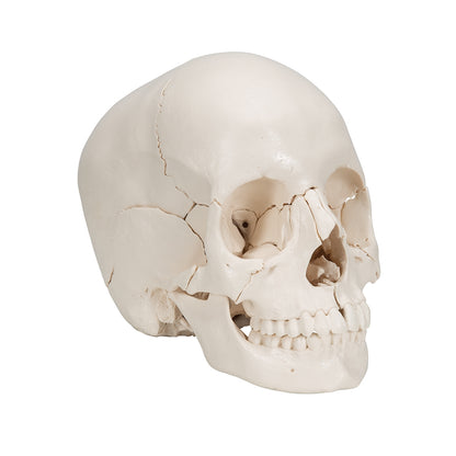 Beauchene Adult Human Skull Model, Bone Colored Version, 22 part