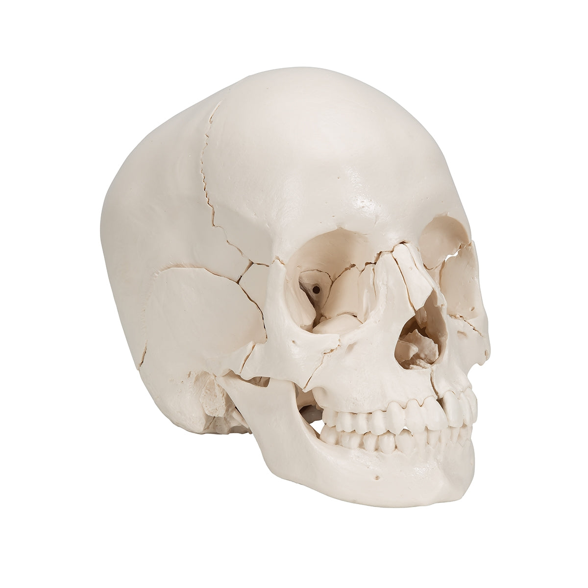 Beauchene Adult Human Skull Model, Bone Colored Version, 22 part - 3B Scientific
