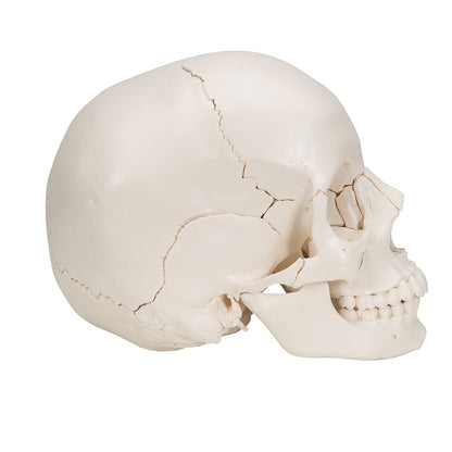 Beauchene Adult Human Skull Model, Bone Colored Version, 22 part - 3B Scientific