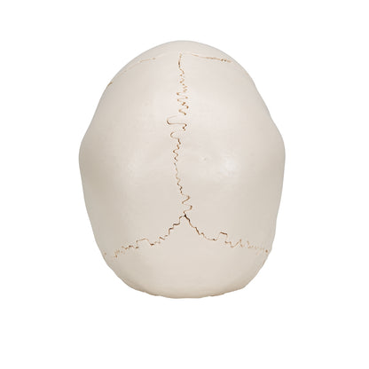 Beauchene Adult Human Skull Model, Bone Colored Version, 22 part - 3B Scientific