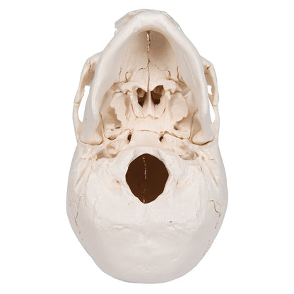 Beauchene Adult Human Skull Model, Bone Colored Version, 22 part - 3B Scientific