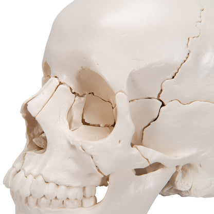Beauchene Adult Human Skull Model, Bone Colored Version, 22 part - 3B Scientific