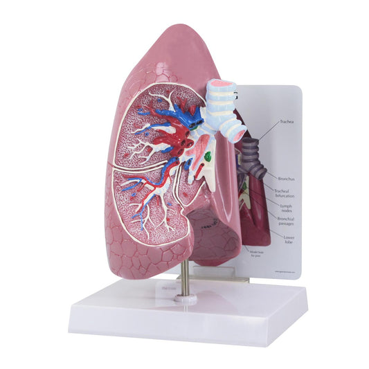 Lung Model - 3B Scientific