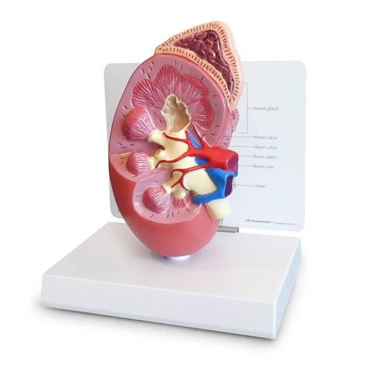 Normal Kidney Model - 3B Scientific
