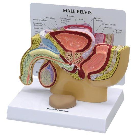Male Pelvis with Prostate - 3B Scientific