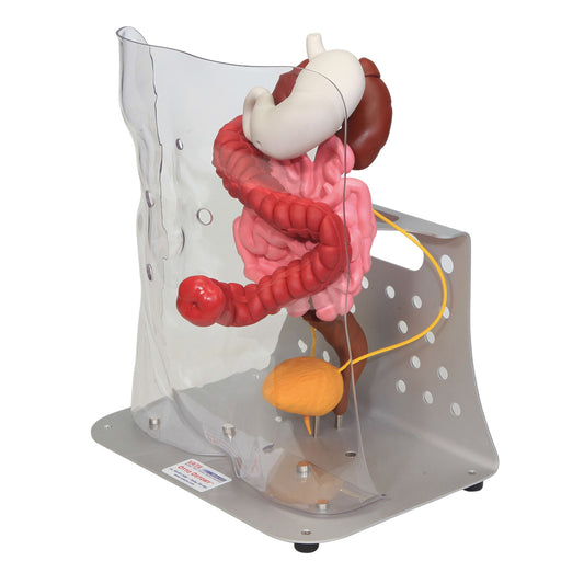 Otto Ostomy™ Advanced Model - 3B Scientific