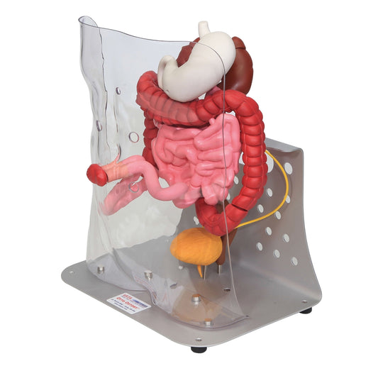 Otto Ostomy™ Advanced Model - 3B Scientific