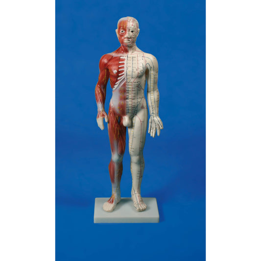Chinese acupunture Figure - Male - 60 cm - Erler Zimmer