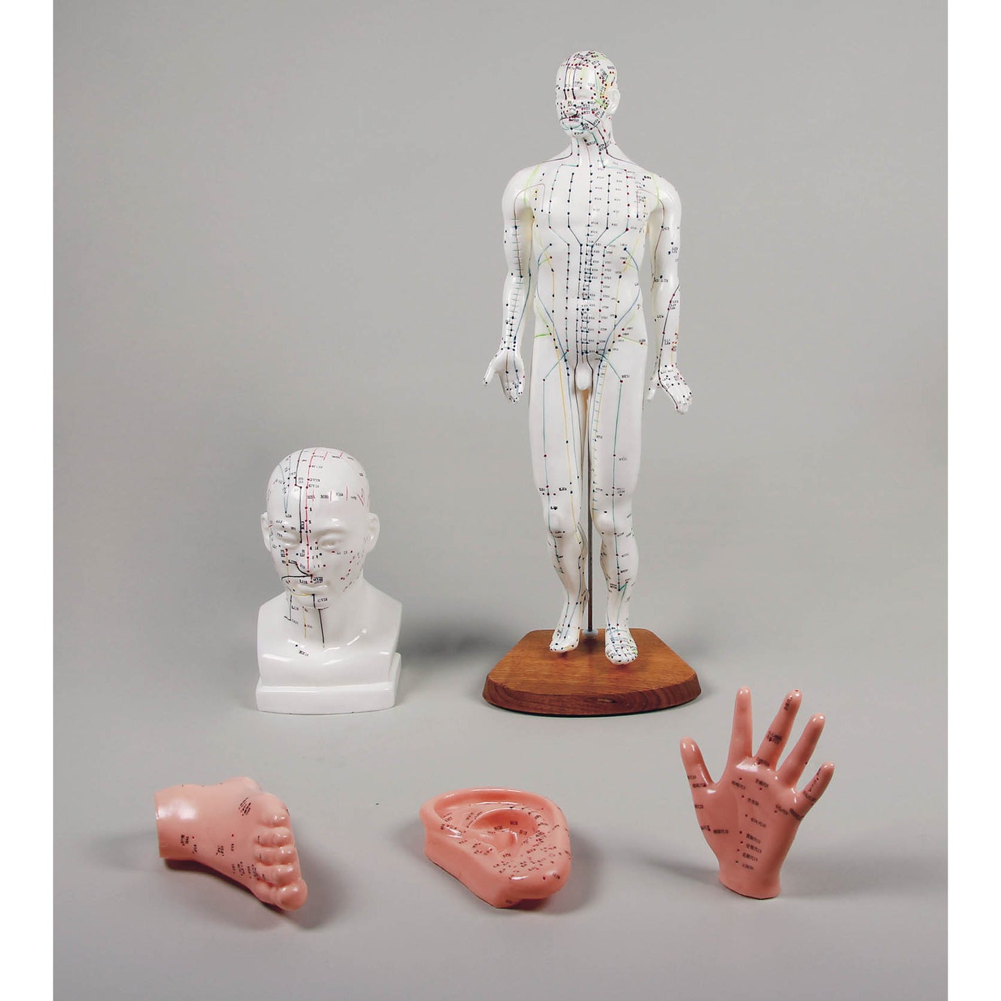Chinese Acupuncture Set - 5 Models