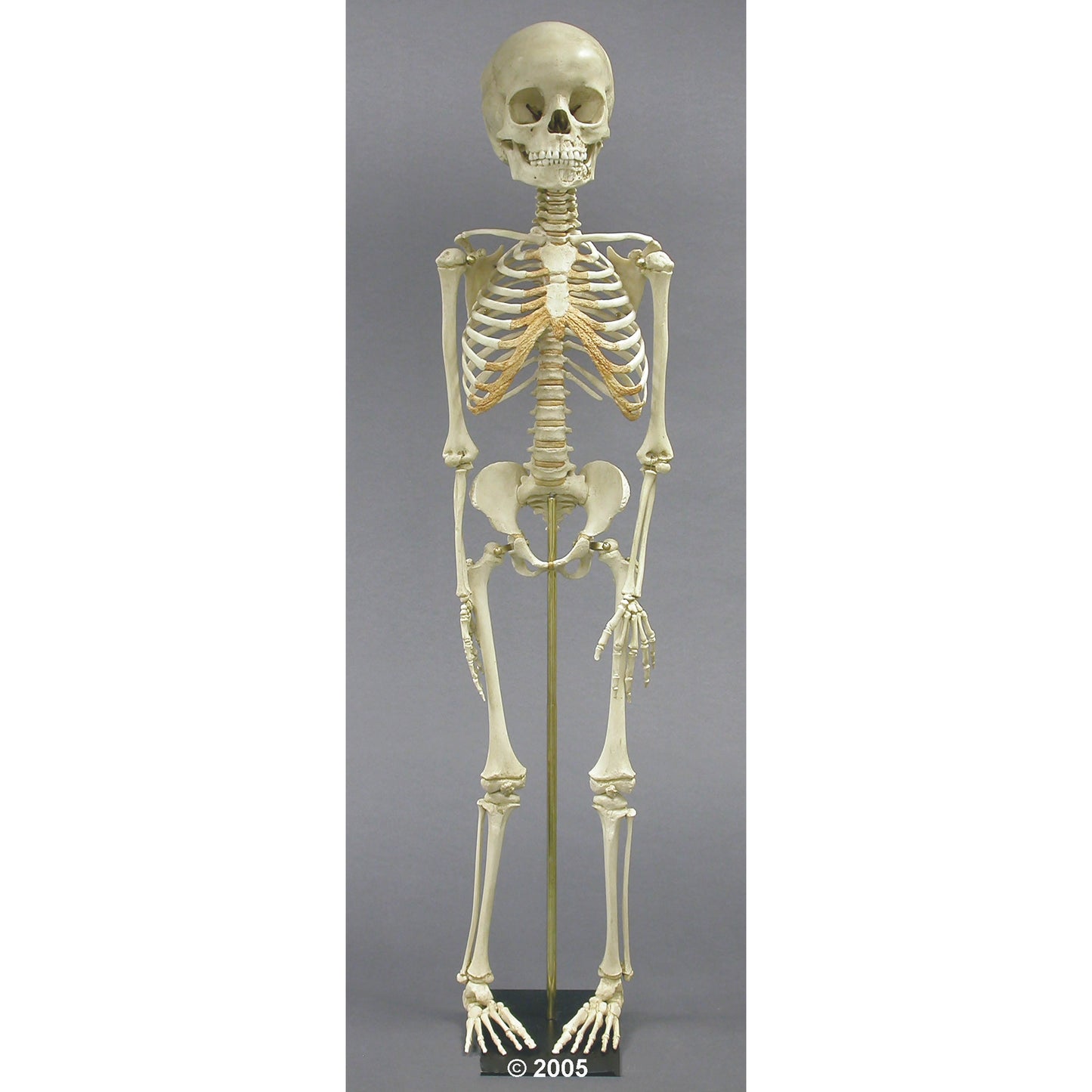 Child Skeleton - 5 Year Old - Erler Zimmer