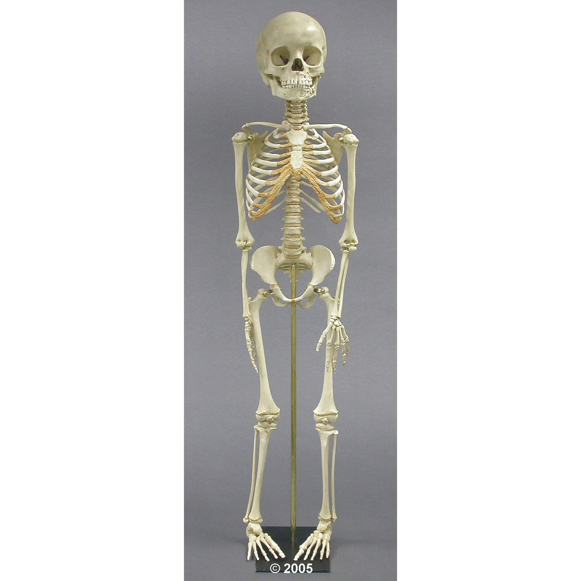 Child Skeleton - 5 Year Old - Erler Zimmer