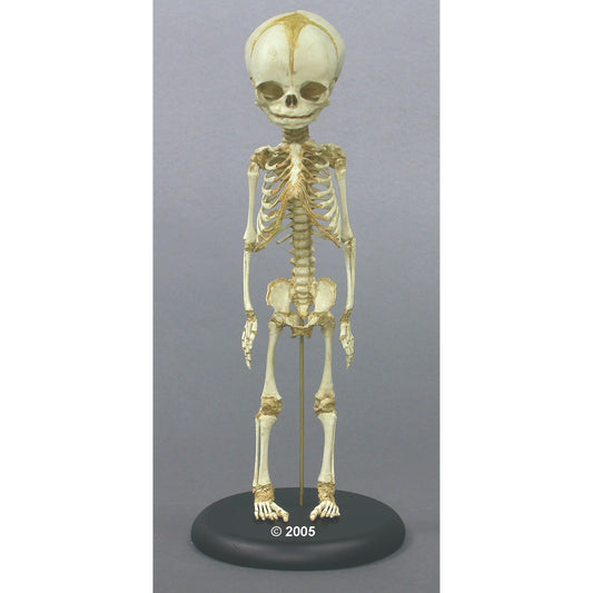 Foetus Skeleton - 30. Week - Erler Zimmer