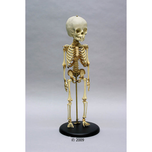 Child Skeleton 14 to 16 Months Old - Erler Zimmer