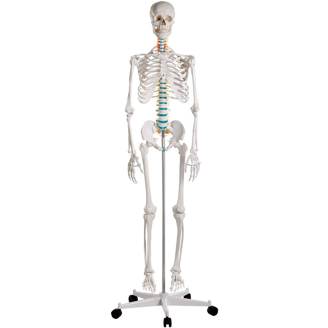 Erler Zimmer Didactic Skeleton Model - 'Oscar' - 
