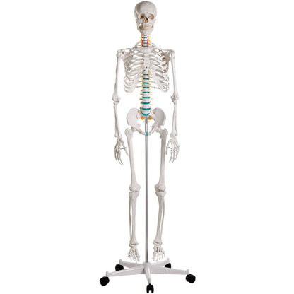 Erler Zimmer Didactic Skeleton Model - 'Oscar' - 