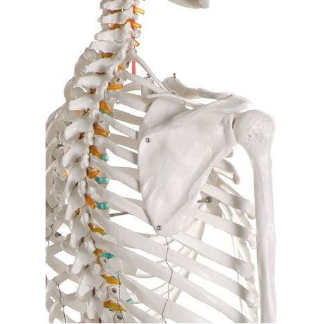 Erler Zimmer Didactic Skeleton Model - 'Oscar'