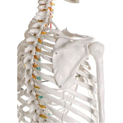 Erler Zimmer Didactic Skeleton Model - 'Oscar'