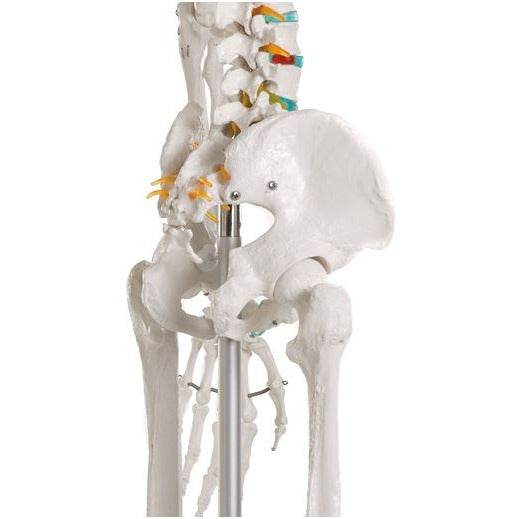 Erler Zimmer Didactic Skeleton Model - 'Oscar'