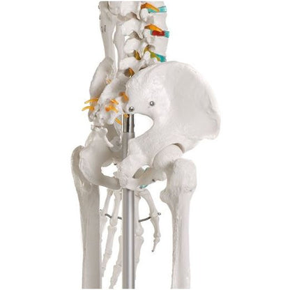 Erler Zimmer Didactic Skeleton Model - 'Oscar'