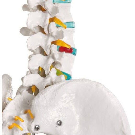 Erler Zimmer Didactic Skeleton Model - 'Oscar'