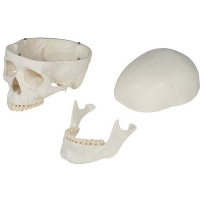 Erler Zimmer Didactic Skeleton Model - 'Oscar'