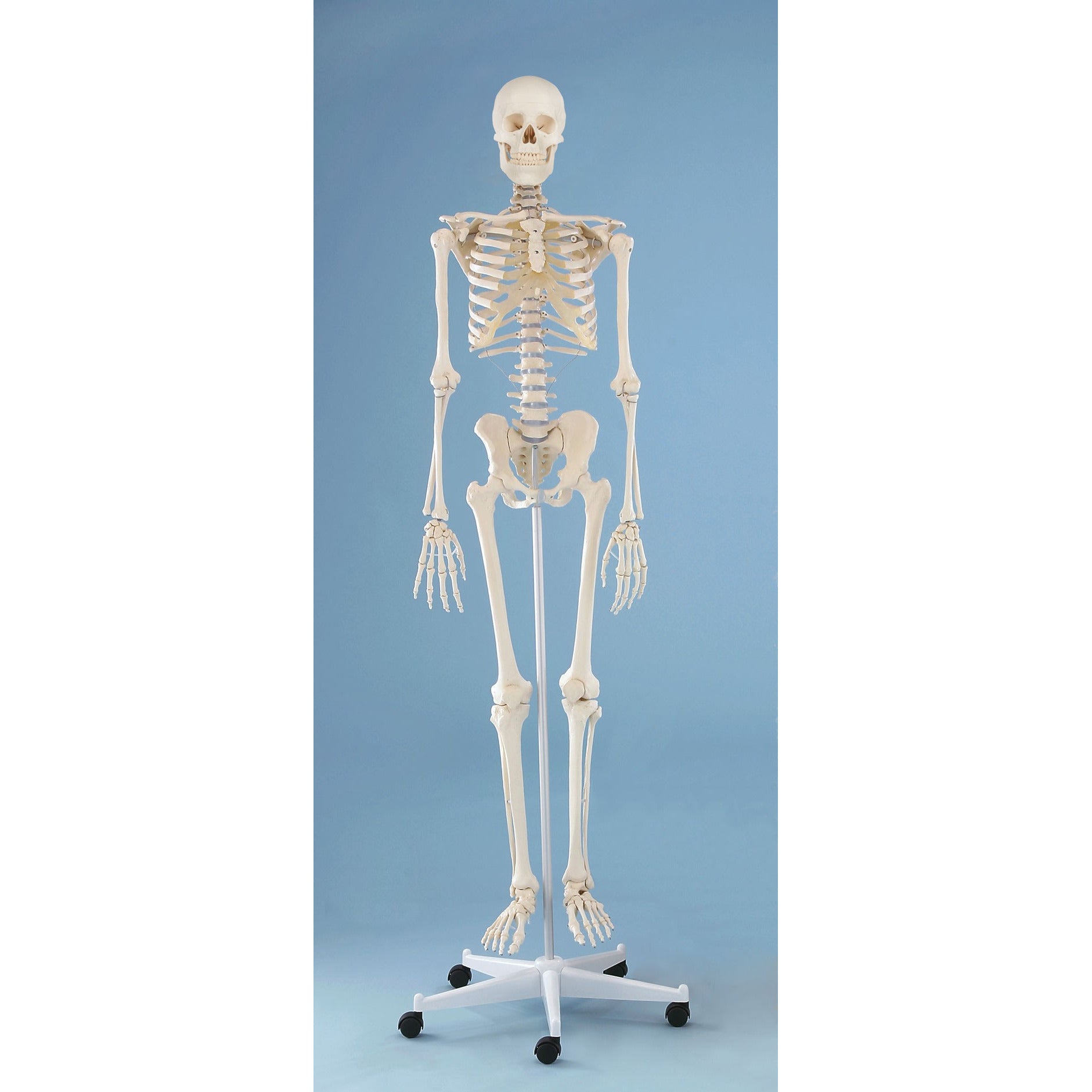 Skeleton Model - 'Willi'