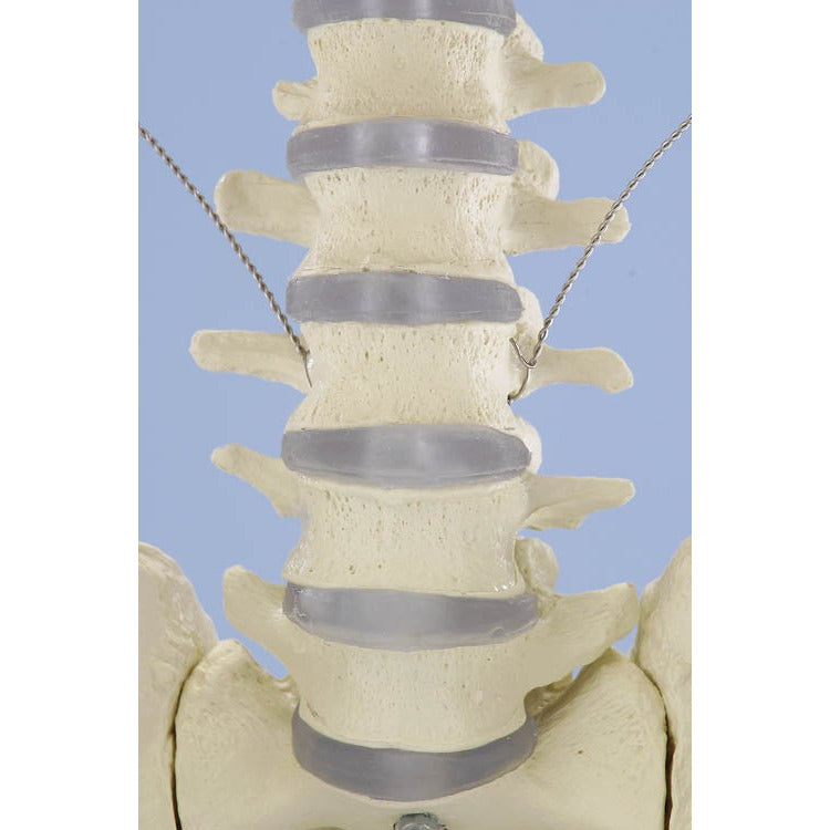 Skeleton Model - 'Willi'