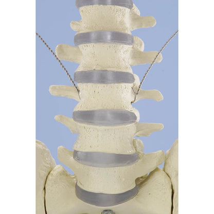Skeleton Model - 'Willi'