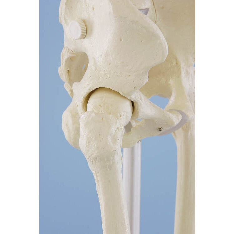 Skeleton Model - 'Willi'