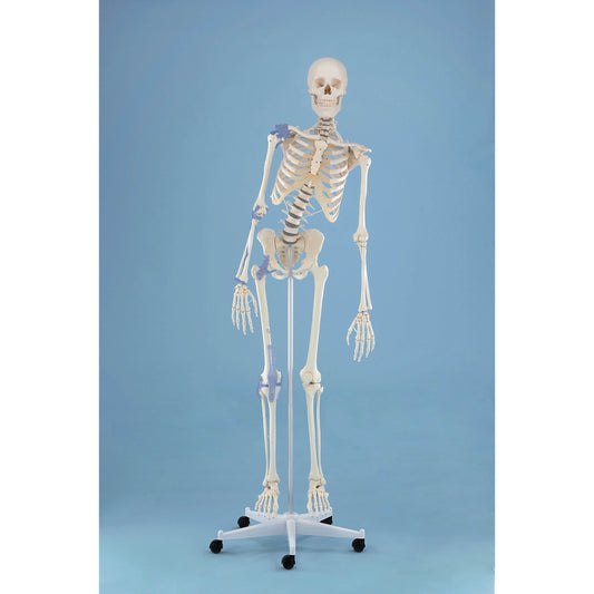Skeleton “Toni” with Movable Spine & Ligaments - Erler Zimmer