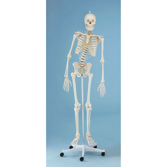 Skeleton Model 'Hugo' with Movable Spine