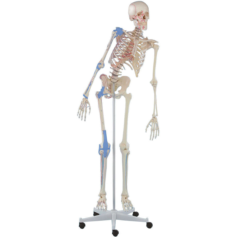 Erler Zimmer Skeleton Model with Movable Spine, Muscle Markings and Ligaments