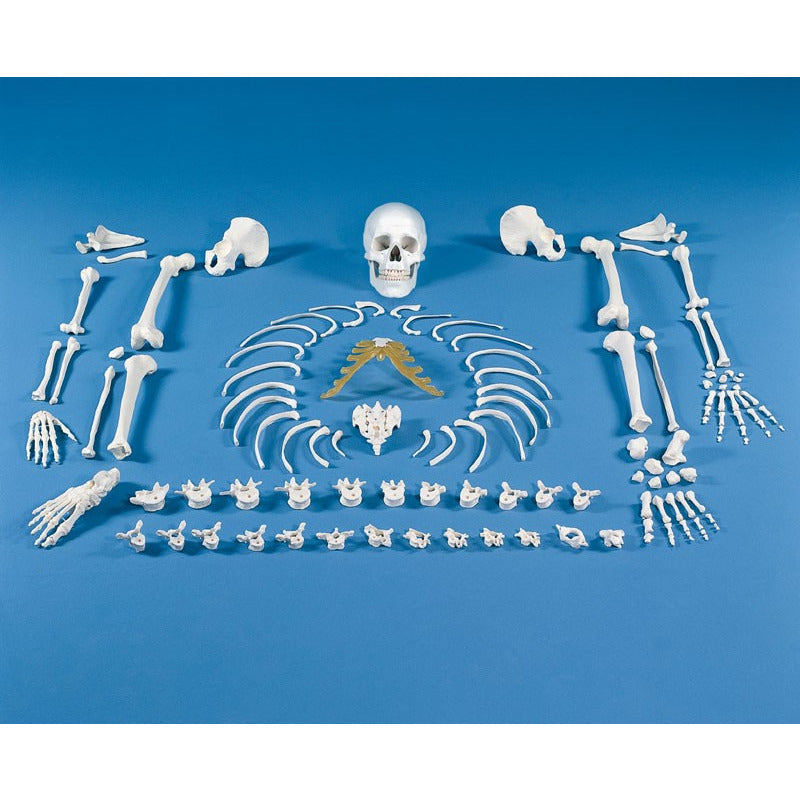 Unassembled Skeleton (Bone Collection) – Medisave UK