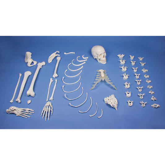 Unassembled Half-Skeleton (Bone Collection)