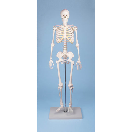 Miniature – Skeleton “Tom” - Erler Zimmer