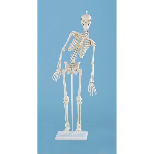 Miniature-Skeleton “Paul” - with Movable Spine - Erler Zimmer