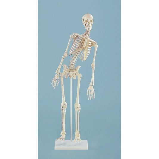 Miniature Skelton 'Fred' with Movable Spine and Muscle Markings
