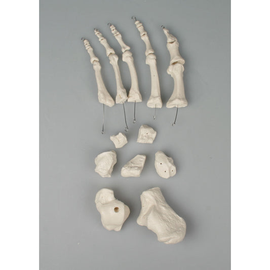 Foot Bones - Unmounted