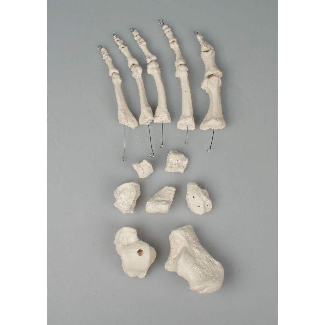 Foot Bones - Unmounted - Erler Zimmer