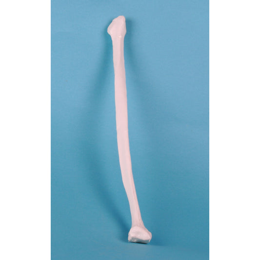 Femur - Erler Zimmer