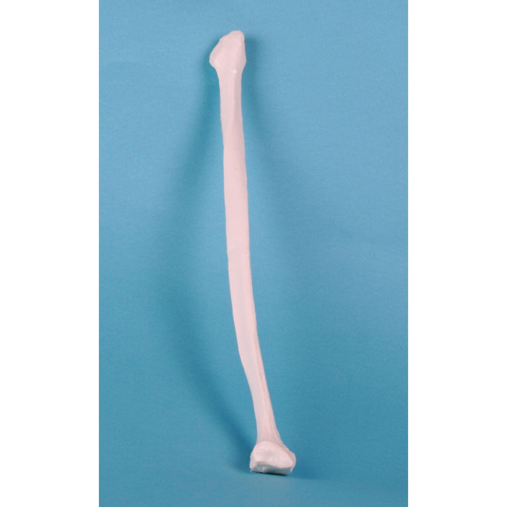 Fibula – Medisave UK