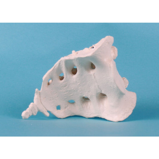 Sacrum with Coccyx - Erler Zimmer