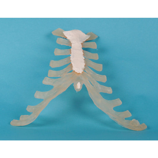 Sternum - Erler Zimmer