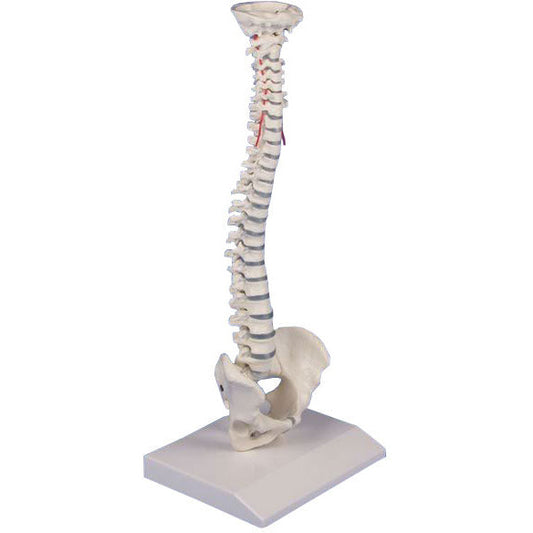 Erler Zimmer Miniature Spinal Column
