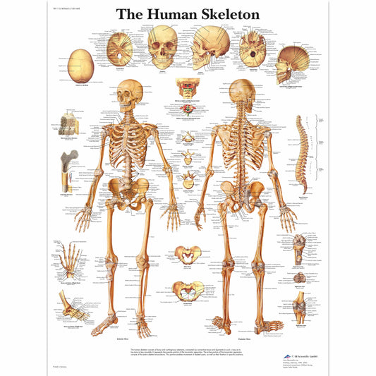 The Human Skeleton Chart