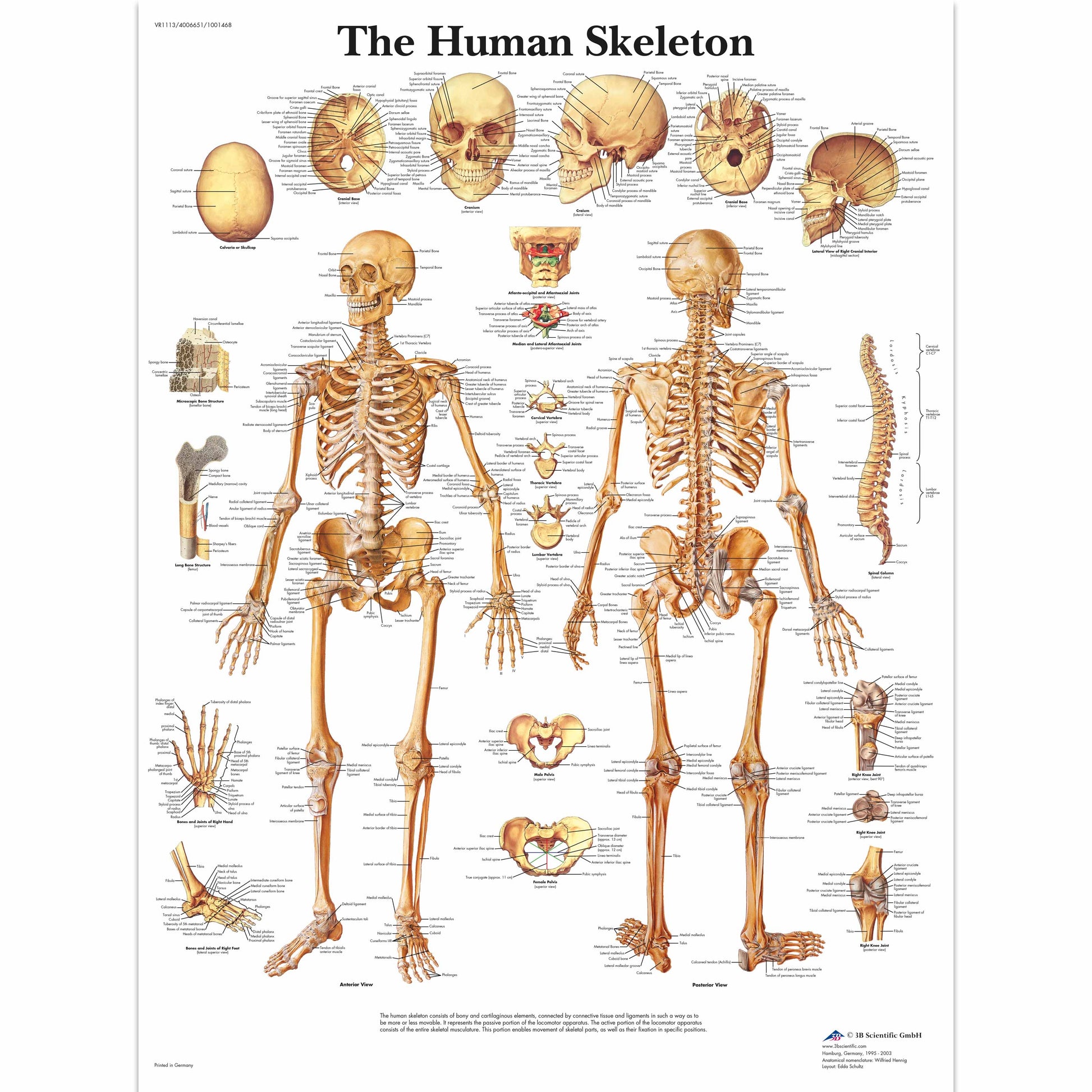 The Human Skeleton Chart - 3B Scientific